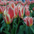 Tulipa 'Quebec'