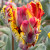 Tulipa 'Rasta Parrot'