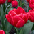 Tulipa 'Red Foxtrot'