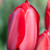 Tulipa 'Red Impression'