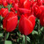 Tulipa 'Red Paradise'