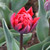 Tulipa 'Red Princess'