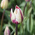 Tulipa 'Rems Favourite'