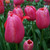 Tulipa 'Renown'