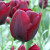 Tulipa 'Ronaldo'