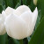 Tulipa 'Royal Virgin'