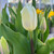 Tulipa 'Royal Virgin'
