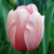 Tulipa 'Salmon Impression'