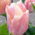 Tulipa 'Salmon Prince'
