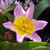 Tulipa saxatili Bakeri Group 'Lilac Wonder'