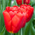 Tulipa 'Seadov'