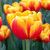 Tulipa 'Shell'