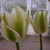 Tulipa 'Spring Green'