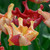 Tulipa 'Striped Crown'