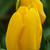 Tulipa 'Strong Gold'
