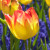 Tulipa 'Suncatcher'