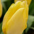 Tulipa 'Sunny Prince'