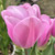 Tulipa 'Synaeda Amor'