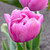 Tulipa 'Tabledance'