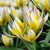 Tulipa tarda