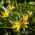 Tulipa tarda