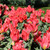 Tulipa 'Toronto'