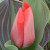Tulipa 'Trauttmansdorff'