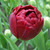 Tulipa 'Uncle Tom'