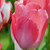Tulipa 'Van Eijk'