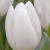 Tulipa 'White Prince'