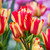 Tulipa 'Wonder Club'