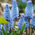 Muscari azureum
