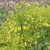Allium convallaroides Yellow Form