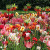 Colour Combinations  - Hot and Cold