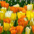 Colour Combinations  - Imperial Friends