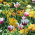 Colour Combinations  - Painter's Choice