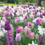 Colour Combinations  - Purplish