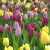 Colour Combinations  - Royal Princess