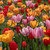 Colour Combinations  - Sunset Rose