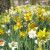 Naturalising Mixes  - Amsterdam