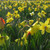 Naturalising Mixes  - Floriade