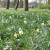 Naturalising Mixes  - Leiden