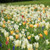 Naturalising Mixes  - Oslo