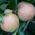 Apple - Allington Pippin