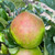 Apple - Annie Elizabeth