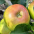 Apple - Annie Elizabeth