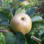 Apple - Ashmead's Kernel