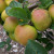 Apple - Baron Ward