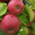Apple - Bismarck