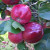 Apple - Bloody Ploughman